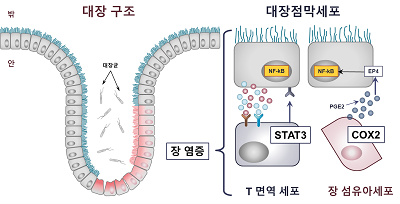 대장 염증 부위 내의 STAT3인산화 COX2 억제 실험 결과 (한국임업진흥원 제공)