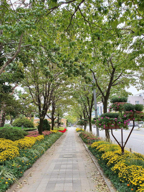 대전시 유성구 봉명동 이팝나무길 (산림청 제공)