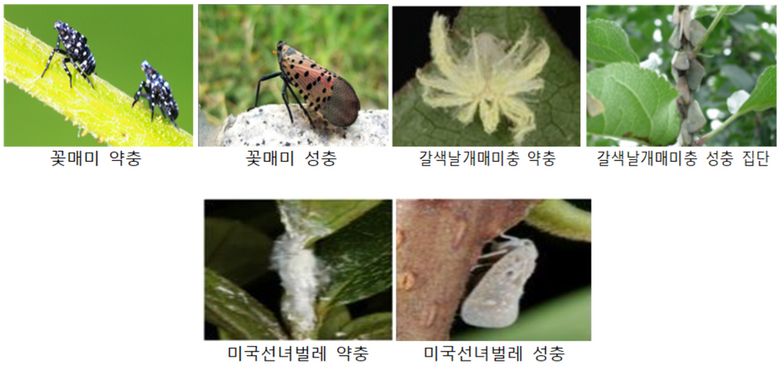 농촌진흥청 제공