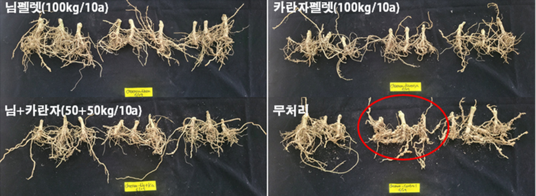 펠릿 단독 및 혼합처리에 따른 오이뿌리혹선충 방제효과 (농촌진흥청 제공)
