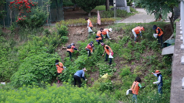 과천시 제공 '시민들과 함께 생태계 교란 식물제거'