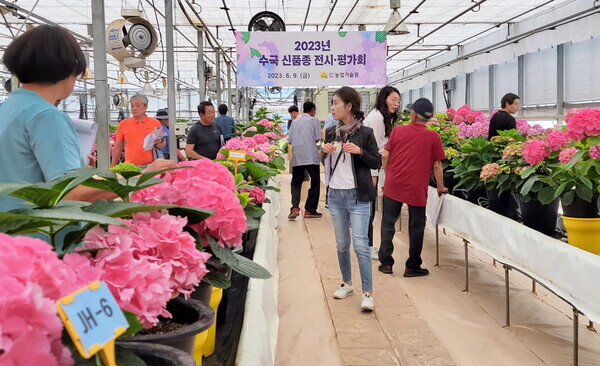 참석자들이 수국 신품종에 대한 평가를 진행하고 있다