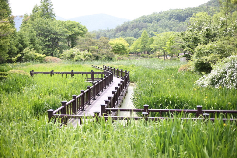 경북수목원 창포원 (경북도 제공)