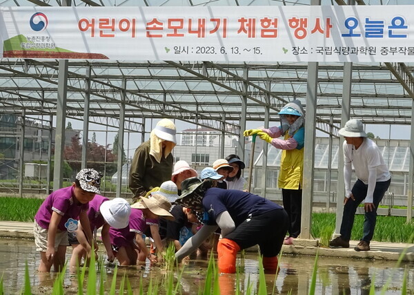13일 경기도 수원시 농촌진흥청 국립식량과학원 중부작물부 작물연구동에서 열린 '오늘은 내가 꼬마 농부! 어린이 손 모내기 체험 행사' 에 참여한 어린이들이 손 모내기를 하고 있다.