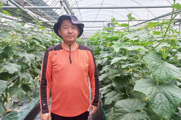 고품질 오이를 생산하고 있는 염동일 대표 농장(전남농업기술원 제공)