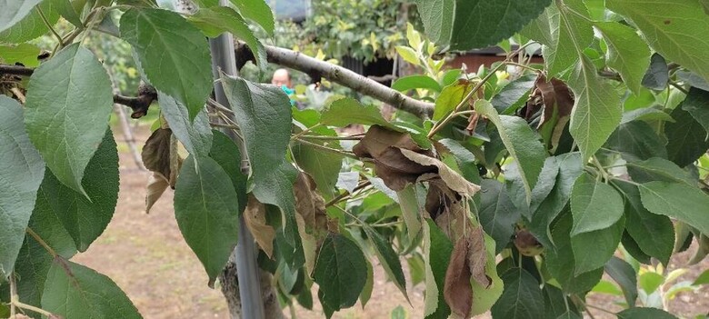 경북 봉화군 사과과수원 과수화상병 증상 (농촌진흥청 제공)