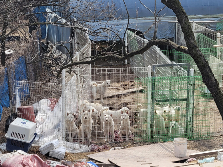 개발제한구역에 가설건축물을 지어 동물 보호 중 좁고 열악한 공간에서 300마리 이상 밀집 사육 중향후 시설 이전 및 재건축 등 추진 예정
