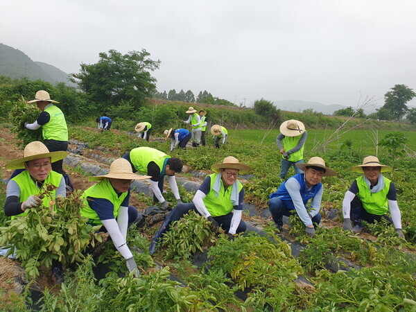 이재식 농협중앙회 부회장(오른쪽 세번째)과 노삼석 (주)한진 대표이사 사장(오른쪽 두번째)은 28일 경기도 파주시 소재 농가에서 임직원들과 함께 농촌일손돕기를 실시했다.(농협 제공)