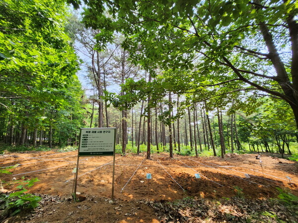 국립산림과학원 복령재배시험지(국립산림과학원 제공)