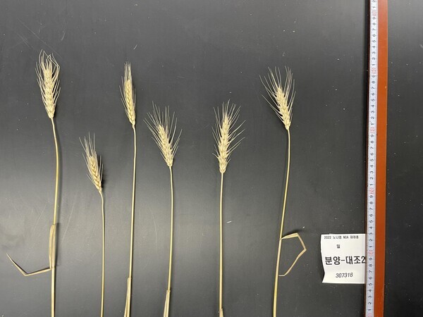 보통밀 6배체