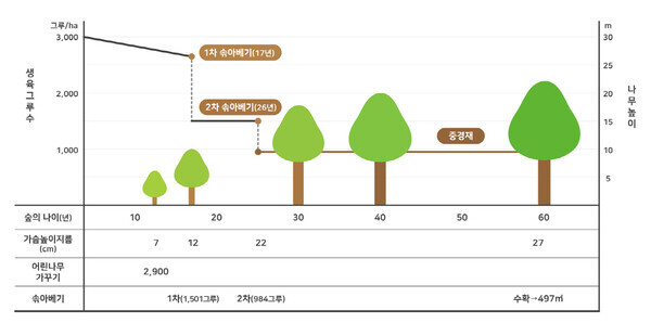 상수리나무 시업체계 사례(국립산림과학원 제공)