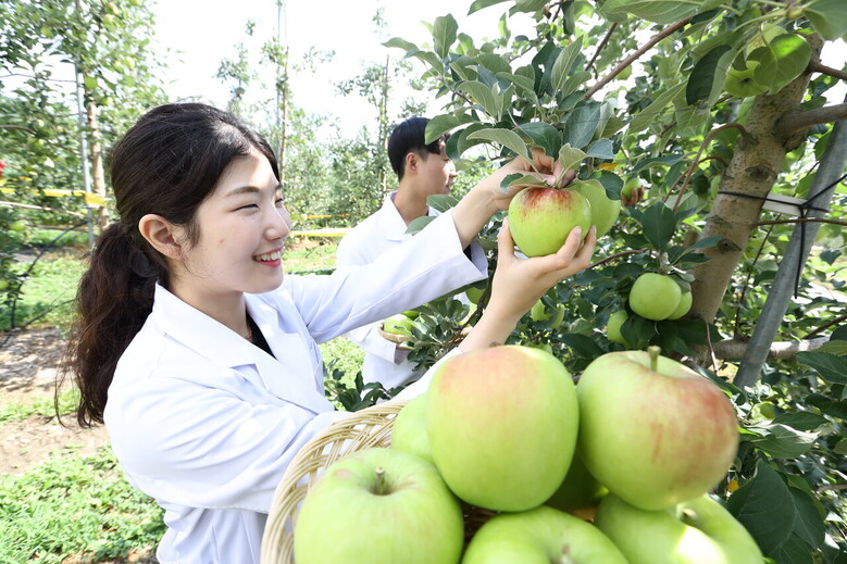 썸머킹 수확 (농촌진청 제공)