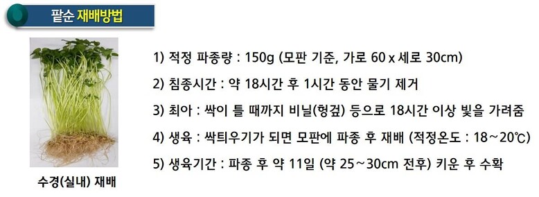 팥순 재배방법 (농촌진흥청 제공)