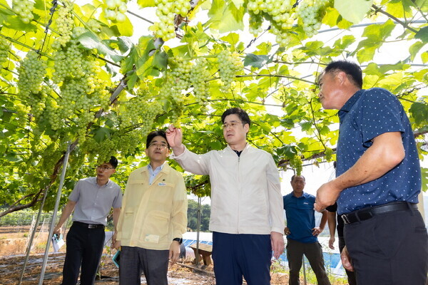 오병권 부지사, 안산 포도 농가 찾아 폭염 대응 점검(경기도 제공)