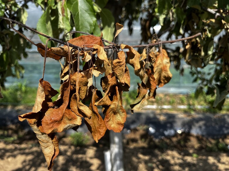 화상병 확진 줄기, 잎 (사과)