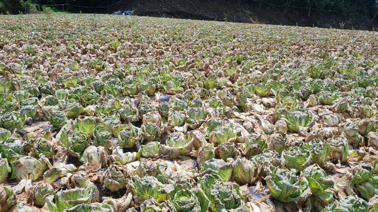무름병 등 병이 크게 발생한 재배지(농진청 제공)