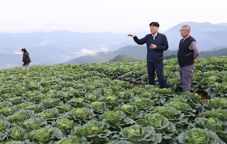 조재호 농촌진흥청장, 여름 배추 생산 현장 점검(농진청 제공)