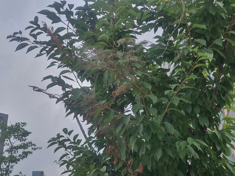 미국흰불나방 피해(산림청 제공)