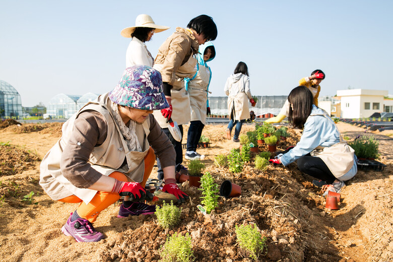 도시농업 텃밭 재배 (농촌진흥청 제공)
