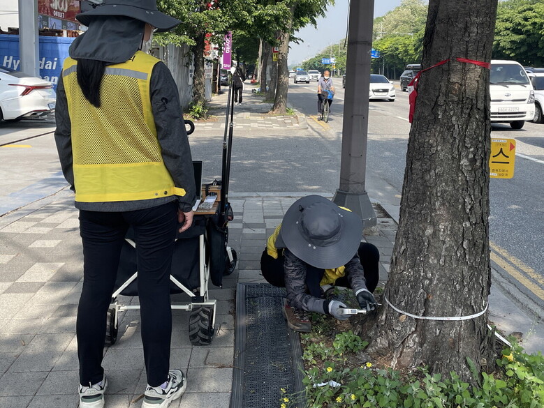 주택·인구 밀집지 대형 수목에 대한 안전진단(산림청 제공)