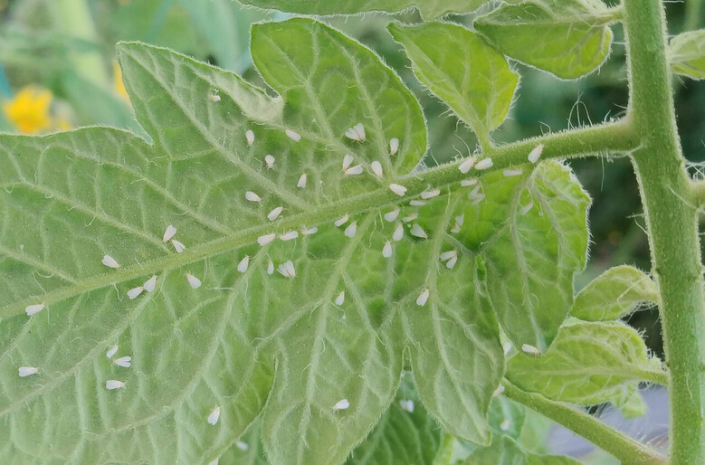 토마토황화잎말림바이러스 매개 담배가루이(전남농기원 제공)