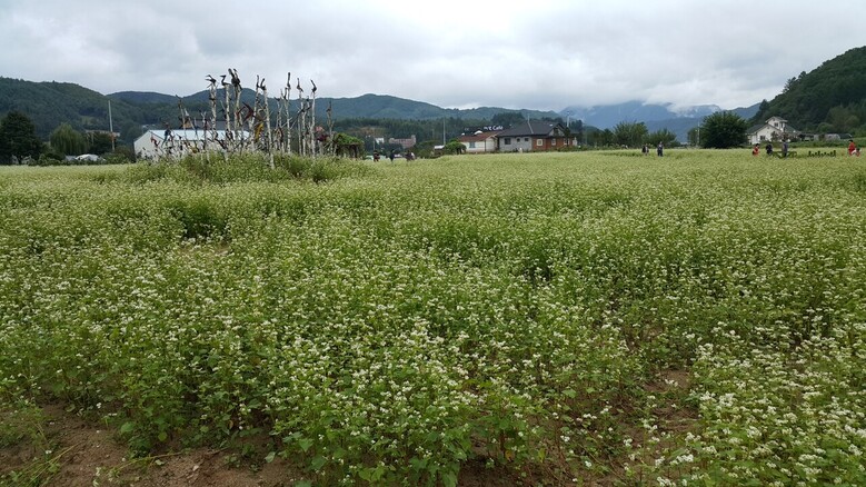 메밀 전경(농촌진흥청 제공)