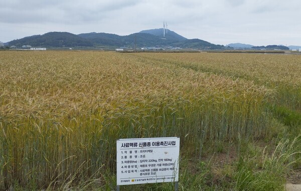축산연구소 사료작물 연구포장