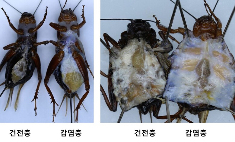 산업곤충 질병 증상(농진청 제공)