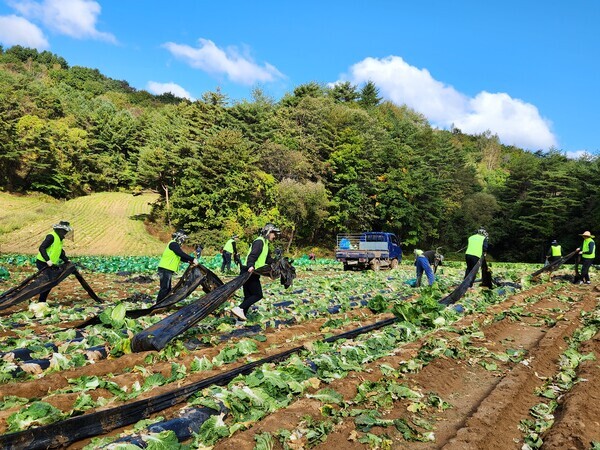 농협 상호금융자산운용본부 임직원들이 폐비닐 수거작업을 하고 있다.(농협 상호금융자산운용본부 제공