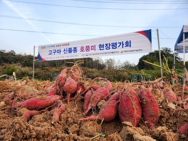 여주시 농가에서 호박고구마 신품종 ‘호풍미’ 현장 평가회(농진청 제공)