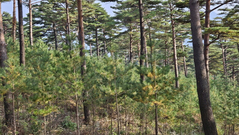 대관령 천연하종갱신지 내부사 (산림청 제공)