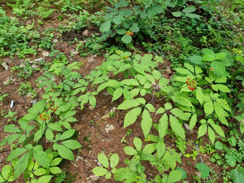 특별관리임산물인 산양삼 (국립산림과학원 제공)