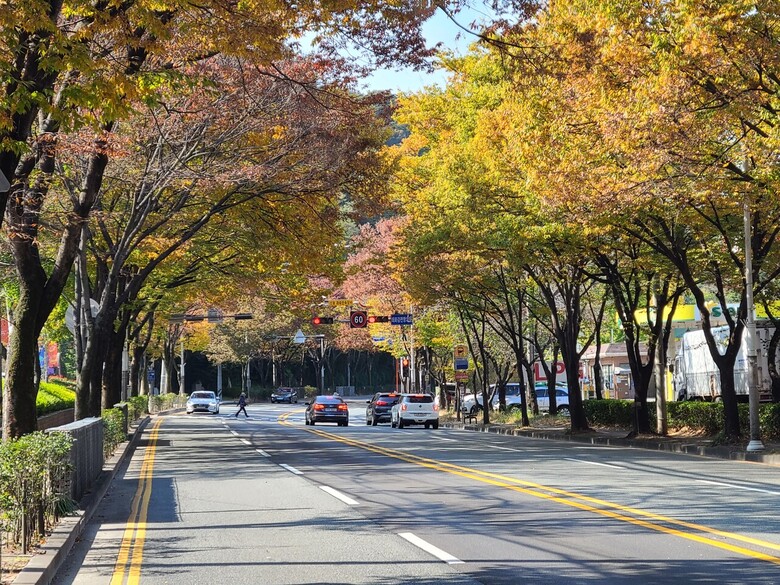 대구 수성구 수성못 단풍나무 가로수길 (산림청 제공)