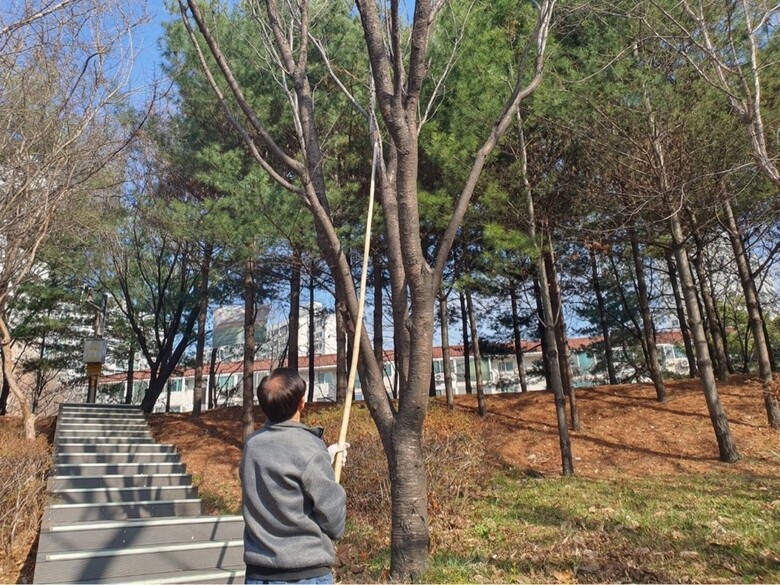 서울시, 한국임업진흥원, 국립산림과학원 등 관계기관과 미국흰불나방 월동기 방제 (산림청 제공)