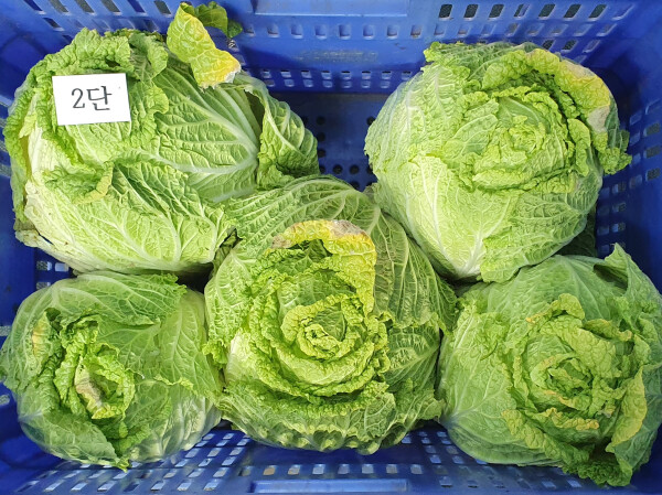 배추 (자료 DB)