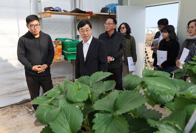농촌진흥청 윤종철 차장은 시설 딸기재배 농가를 찾아 겨울철 난방에너지 절감 신기술 시범사업의 현장 적용 결과를 살피고, 의견을 들었다.(농진청 제공)