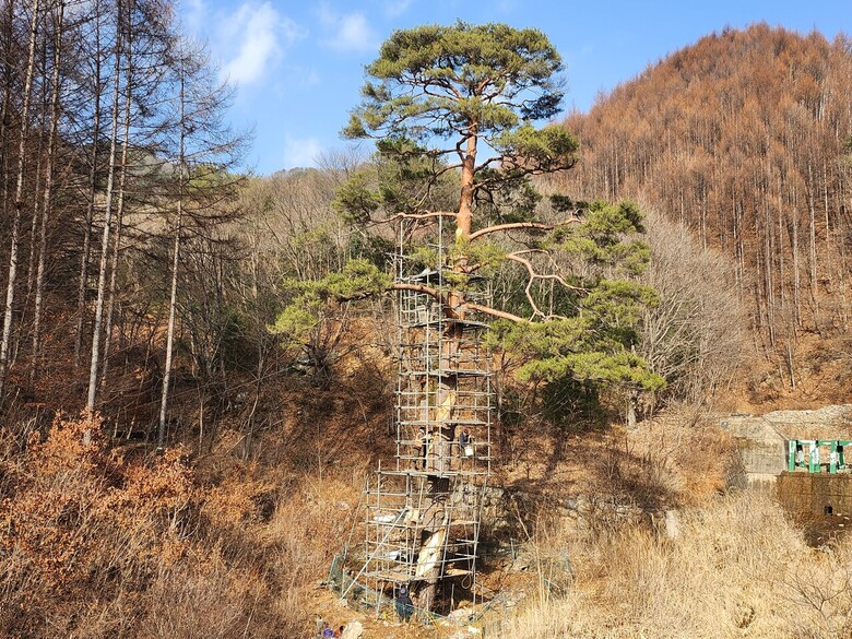 관내 지정 보호수 중 생육환경 개선이 필요한 개체에 대해 수목 진료사업(북부지방산림청 제공)