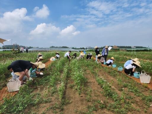 메밀밭 잡초 뽑기(농진청 제공)
