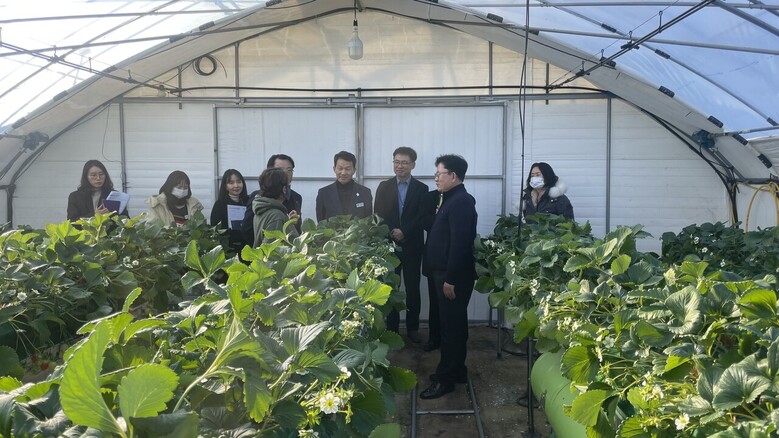 농과원장 양평 딸기재배 농가 방문(농진청 제공)