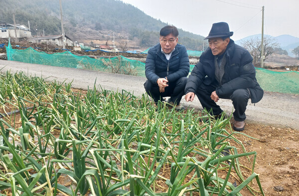 양파 재배 (농촌진흥청 제공)