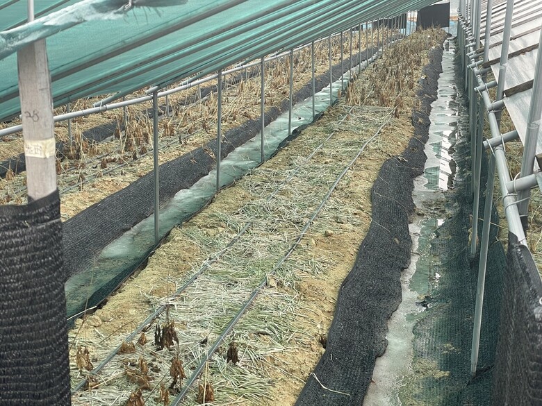 인삼밭 배수로에 물이 고인 모습(농진청 제공)