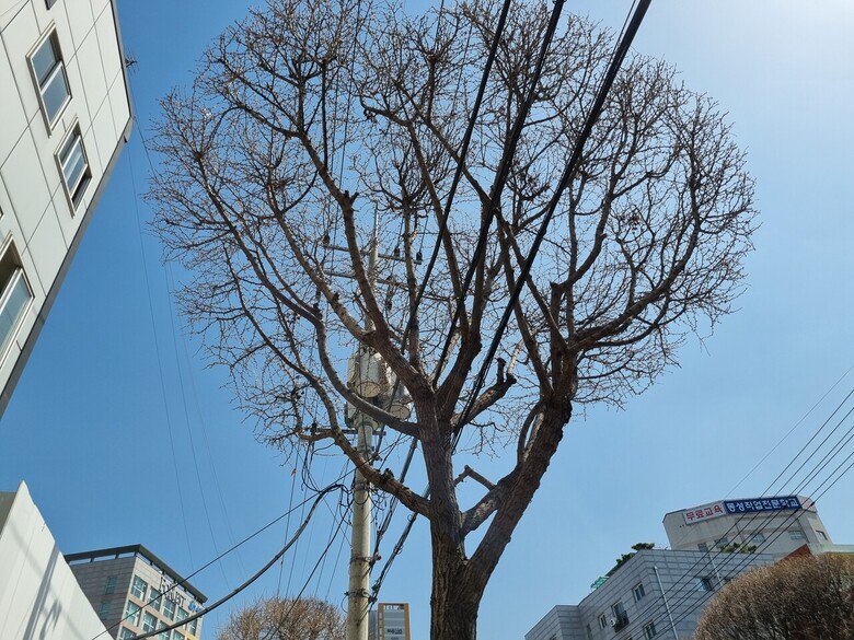가로수 관리를 위한 가지치기 작업(국립산림과학원 제공)