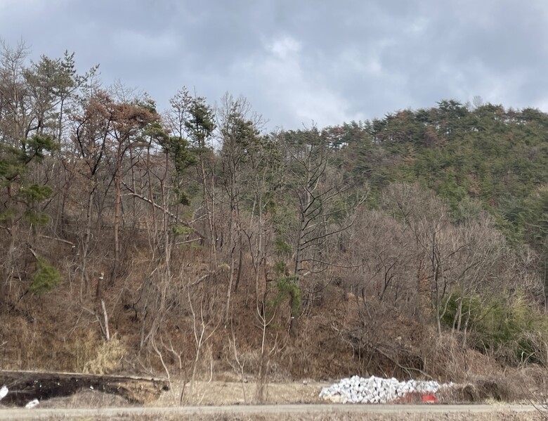 소나무재선충병 발생지(산림청 제공)