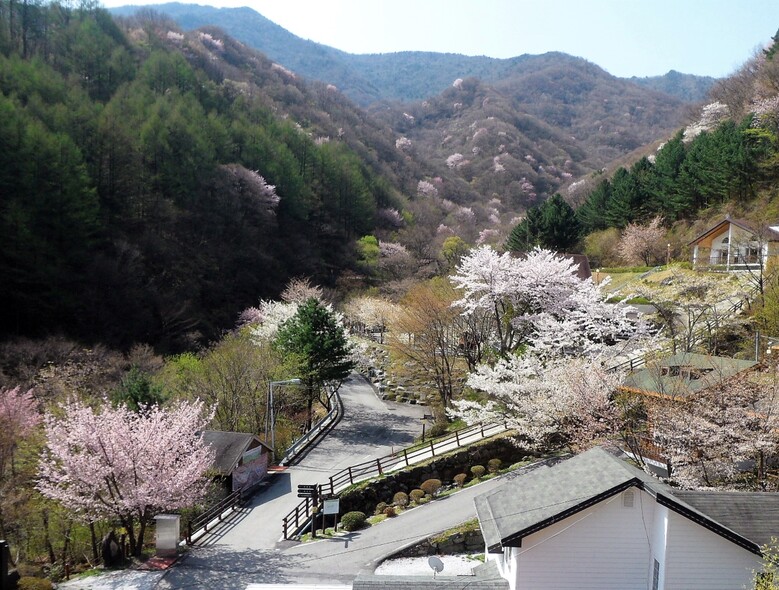지리산자연휴양림 벗꽃(국립자연휴양림 제공)
