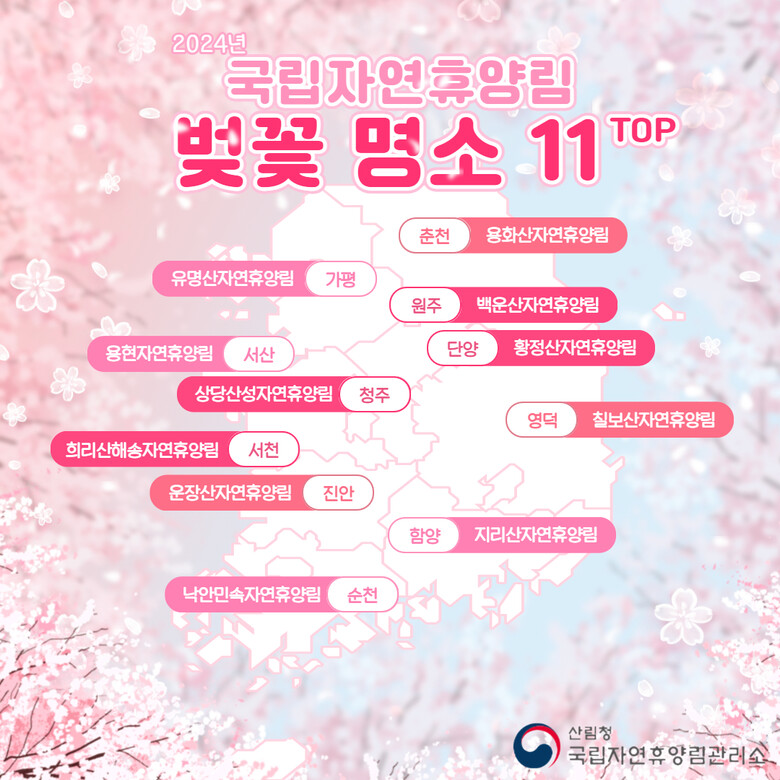 국립자연휴양림 벚꽃 명소(국립자연휴양림 제공)