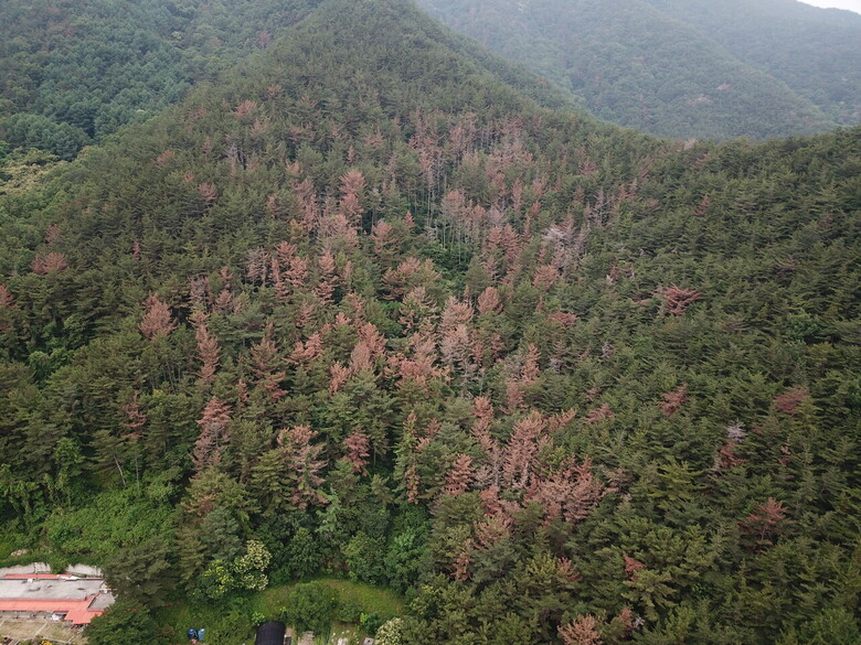 재선충병 집단 발생 시 모습(산림청 제공)