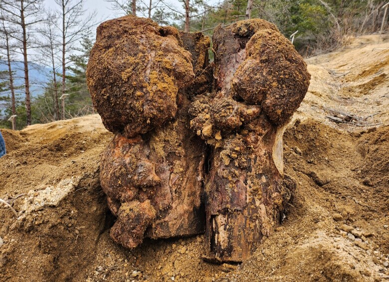 산불피해목으로 재배된 복령