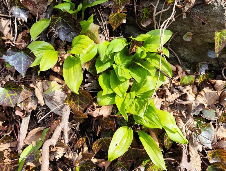 울릉도 산마늘(남부지방산림청 제공)