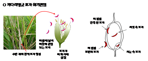 벼 키다리병 감염경로와 증상