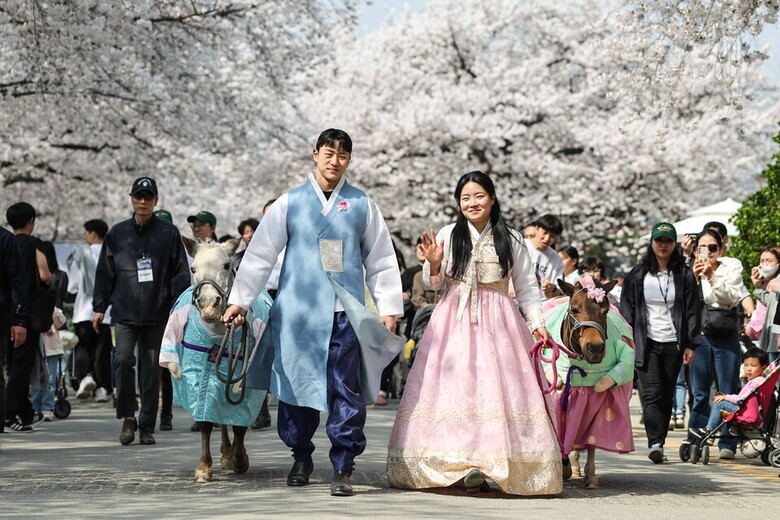 렛츠런파크 벚꽃축제 현장 (한국마사회 제공)
